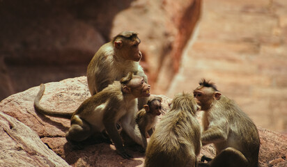 A family of macaque monkeys gathers on sun-drenched natural rock formations in India, showcasing...