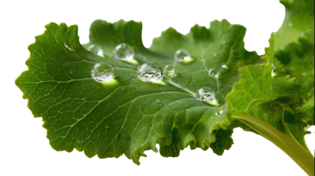 Dew-Kissed Leaf: A close-up view unveils a lush green leaf adorned with sparkling water droplets, each glistening like tiny jewels. A captivating blend of natural beauty and freshness.