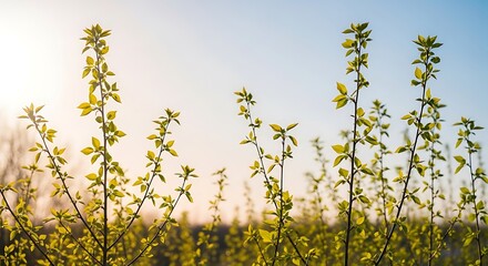 delicate spring branches of various lengths arranged randomly, open airy composition with calm negative space, young light-green leaves, pastel sky background, gentle sunlight