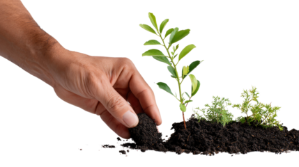 Planting the Future: A nurturing hand carefully plants a vibrant seedling, symbolizing growth, care, and the promise of a flourishing life.