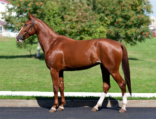 Horse. A thoroughbred horse of the Oryol Trotter breed. Harness racing. Trotting horse race. Side view. In full growth