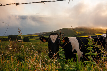 São Jorge island landscapes, Azores archipelago, travel and explore Portugal.