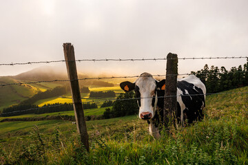 São Jorge island landscapes, Azores archipelago, travel and explore Portugal.