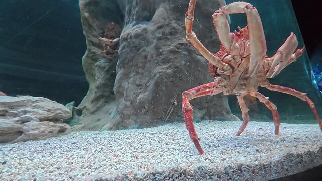 Crabe g&eacute;ant contre la paroi de son aquarium 