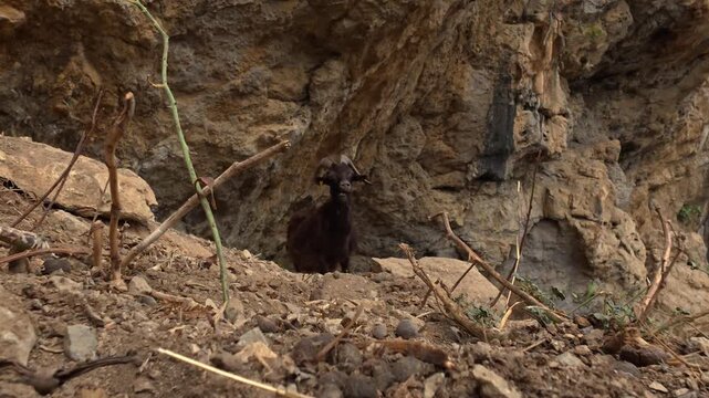 Bouc qui mastique au milieu des rochers, il fait une t&ecirc;te amusante pour tenter de m'effrayer. 