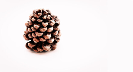 Primo piano pigna da pinoli isolata su sfondo bianco con spazio per testo