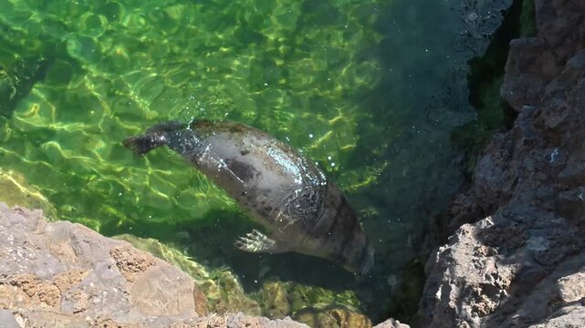 Multiples vues d'un lion de mer vu de dessus dans l'angle de son bassin