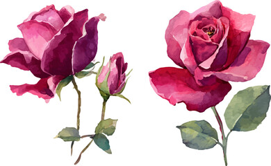 Obraz premium pink rose on white background