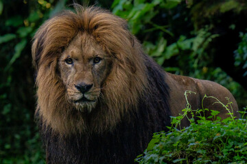 male lion in the zoo