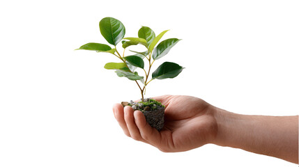 Tender Touch: A single hand cradles a young seedling, representing growth, environmental consciousness, and the promise of a flourishing future.