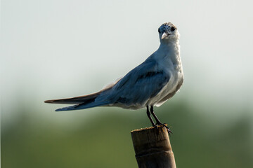 bird on a fence