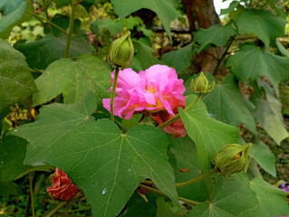 View of the Barleria flowers and buds, Barleria flower garden, Barleria flower 1