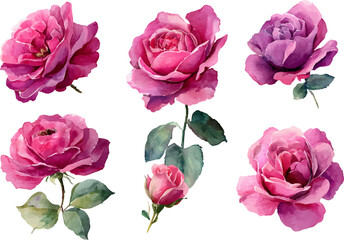 Fototapeta premium pink roses on white background
