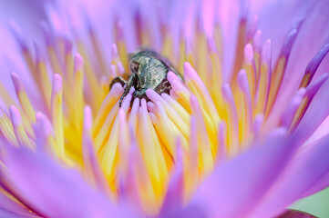 a giant flower beetle stay with pollen of the pink water lilly lotus