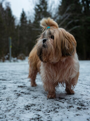 shih tzu dog stands on the road in a park in winter