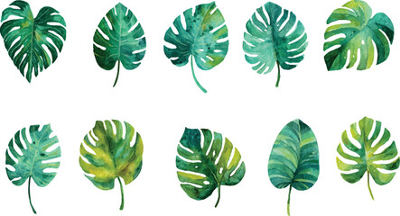 Naklejka premium set of green leaves
