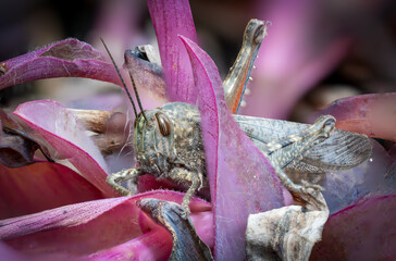 Macro Grasshopper on Colorful Leaves
Close-up macro photograph of a grasshopper resting among vibrant purple leaves, showcasing detailed textures, natural patterns, and soft background bokeh.