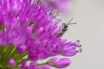 a small carpenter bee on a purple  blossom of a ball-head onion with blurred background