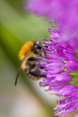 lateral close up of a common carder bee on purple  blossom of a ball-head onion with blurred green background