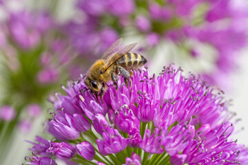 lateral close up of western honeybee on a purple  blossom of a ball-head onion with blurred background