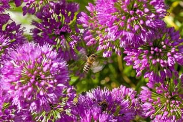 a group of western honeybees on a purple  blossom of a ball-head onion with blurred background and sunlight