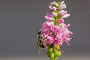lateral close-up of a black hairy hoverfly with large compound eyes beside a pink spiked speedwell blossom in sunlight and dark background