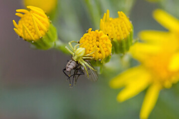 closeup view of a fly caught by a yellow flower crab spider on the yellow blossom of ragwort and green blurred background