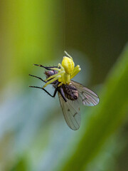 closeup view of a fly caught by a yellow flower crab spider hanging on a cob thread and green blurred background