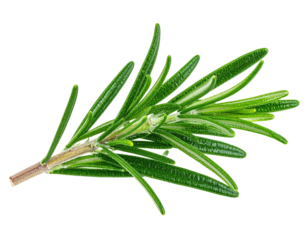 Fresh sprig of rosemary herb with vibrant green leaves and a tan stem on black background