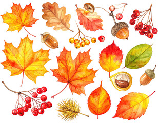 Obraz premium Watercolor illustration of autumn foliage leaves, berries, acorns, and nuts on a black background