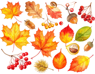 Watercolor illustration of autumn foliage leaves, berries, acorns, and nuts on a black background