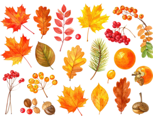 Watercolor depiction of assorted autumn leaves, berries, fruits, nuts, and pine needles