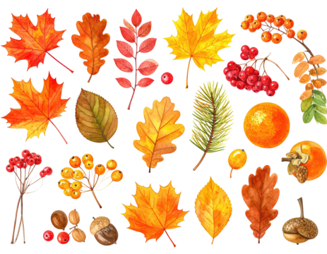 Watercolor depiction of assorted autumn leaves, berries, fruits, nuts, and pine needles