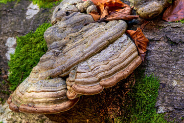 Zunderschwamm 