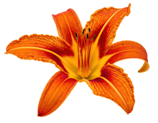 A vibrant, close-up view of a daylily flower with orange petals, black background