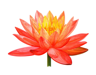 A vibrant, close-up watercolor painting of a lotus flower, radiating hues of red and yellow