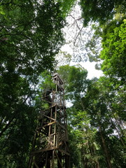 Fototapeta premium Entrance Tower of the Canopy Walkway at Bukit Bangkirai, Borneo Rainforest