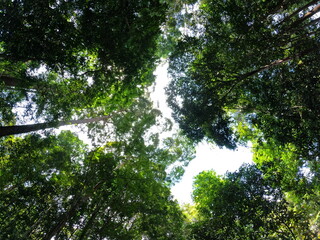Fototapeta premium Looking Up at Tropical Forest Canopy with Gaps of Bright Sky Visible Above