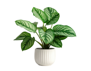 A vibrant, detailed studio shot shows a Calathea orbifolia plant in a clean white ribbed pot