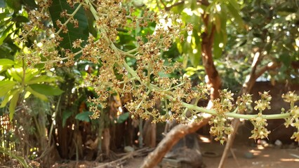 Mangifera indica or Mango flowers on a tree. Natural background.