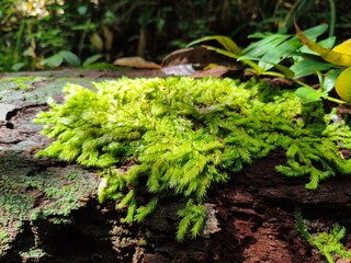 Vibrant Green Carpet Moss Growing on Rotten Log