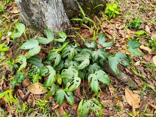 Green Undergrowth Plants at the Base of a Tree Trunk