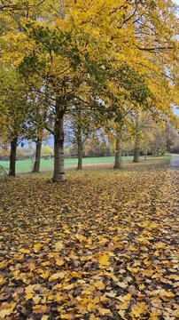 Autumn leaves falling in the park