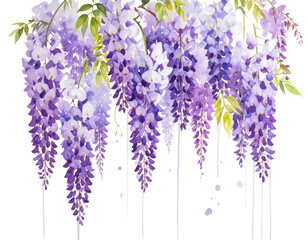 Obraz premium Watercolor depiction of cascading wisteria blossoms, purple hues, delicate leaves, on black background