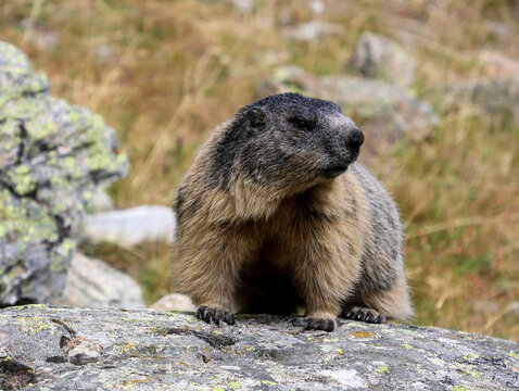 Bild von einem Murmeltier aufgenommen in der Schweiz in den Bergen von Saas Fee im Sommer