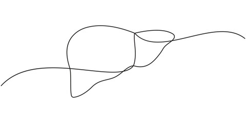 Human liver anatomy outline continuous one line drawing minimalist medical organ vector illustration