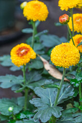 庭に咲く鮮やかな黄色いポンポン菊のクローズアップ