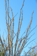 Ocotillo plant leaves blooming orange and red (Fouquieria splendens)