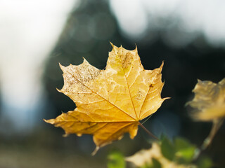 Gelbe Ahornblätter im Gegenlicht im Herbst am Boden in Wiese