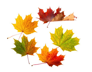 Fototapeta premium Assortment of vibrant, multi-colored maple leaves arranged on a black background